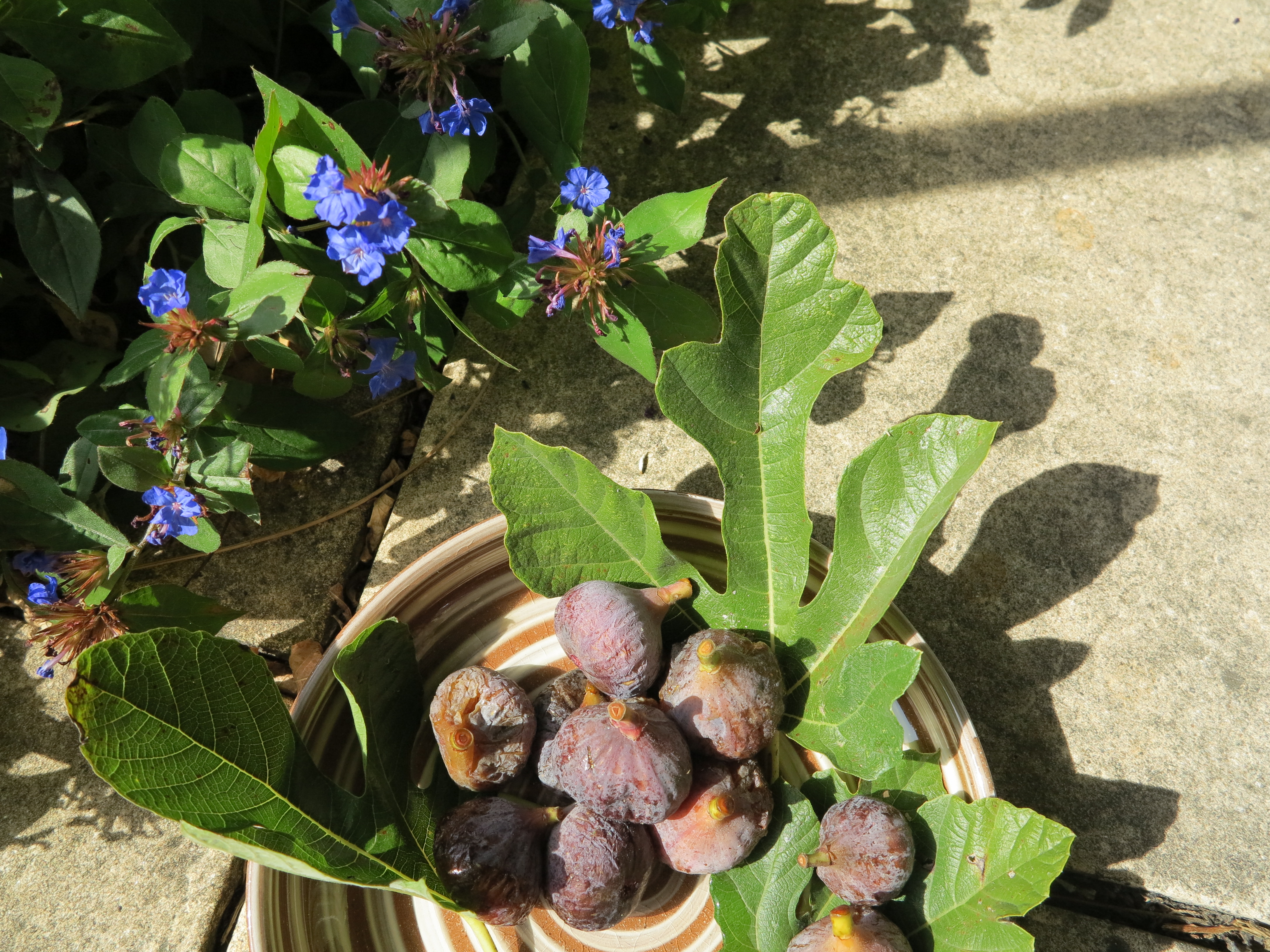 Dégustation des dernières figues du jardin accompagnant le foie gras...