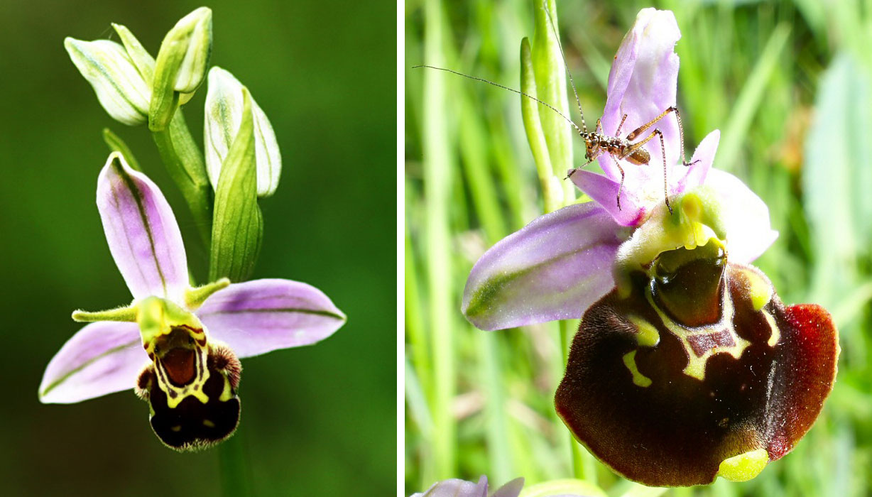 Vous l'avez croisée cette jeune beauté discrète...mais sous protection: l'Orchidée sauvage